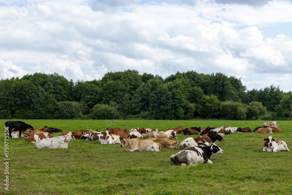 Obraz Dutch cows lying down in a meadow