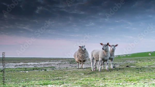 Obraz Schafe im Abendlicht