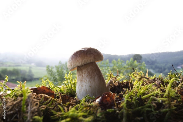 Obraz Boletus edulis
