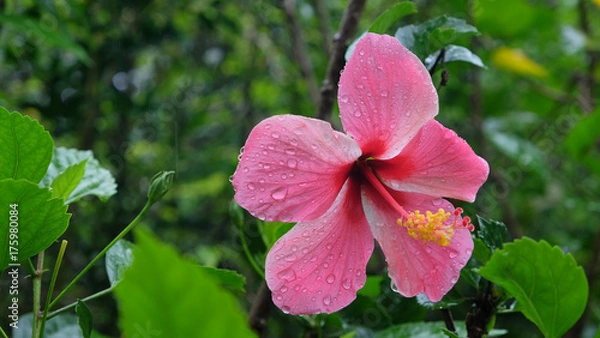 Obraz Hibiscus