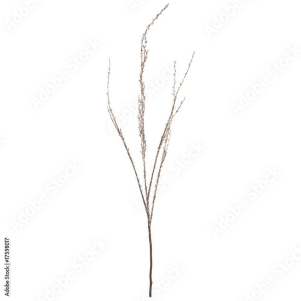 Fototapeta Zweig