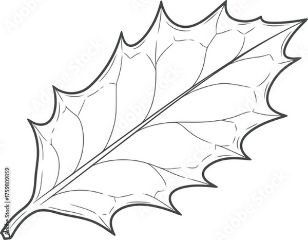 Obraz Detailed line drawing of a single spiky holly leaf