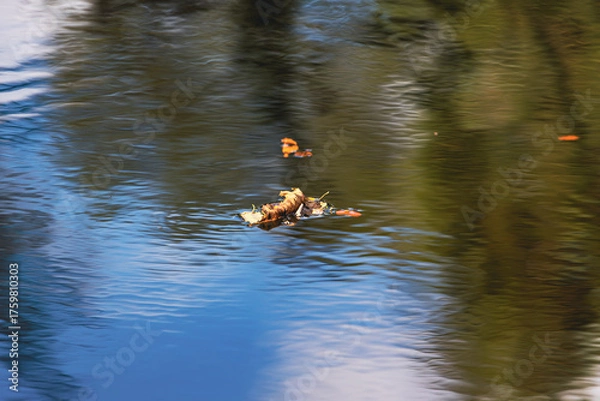 Obraz Herbstlaub auf einem Fluß