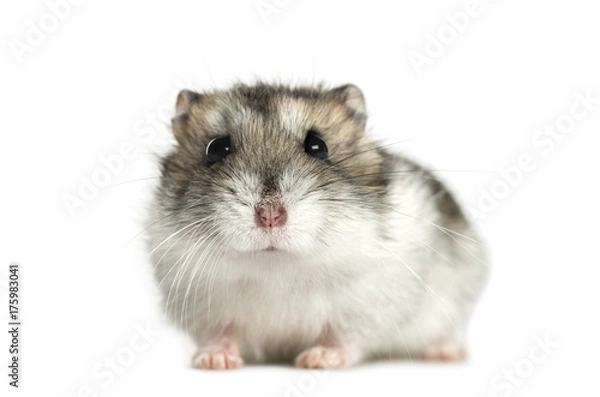 Obraz Hamster lying, isolated on white