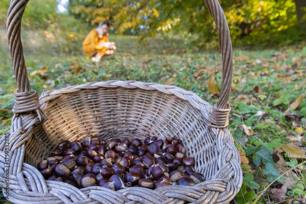 Obraz Woman Collecting Chestnuts in an Autumn Forest with a Wicker Basket