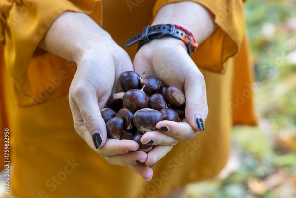 Fototapeta Hands Holding Freshly Picked Chestnuts in Autumn Forest