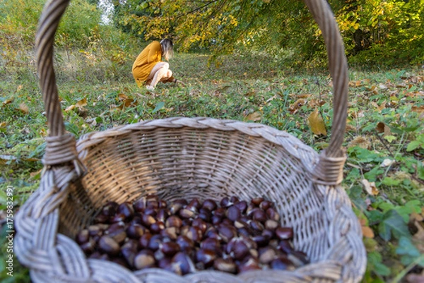 Fototapeta Woman Collecting Chestnuts in an Autumn Forest with a Wicker Basket
