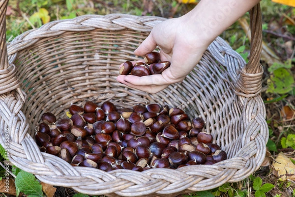 Fototapeta Hand Placing Freshly Picked Chestnuts into a Wicker Basket