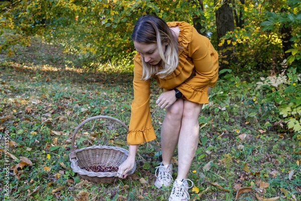 Fototapeta Woman Collecting Chestnuts in an Autumn Forest with a Wicker Basket