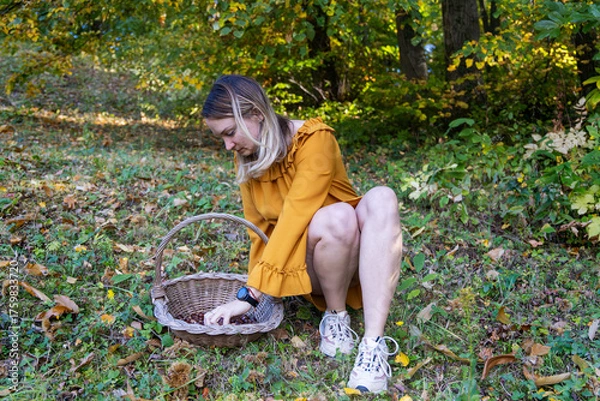 Fototapeta Woman Collecting Chestnuts in an Autumn Forest with a Wicker Basket