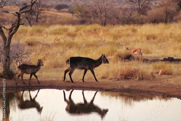 Obraz Shared Waters at Dusk