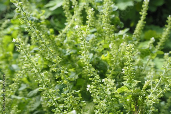 Obraz たくさんのシソの実