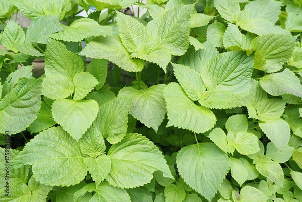 Obraz 青々としたしその葉