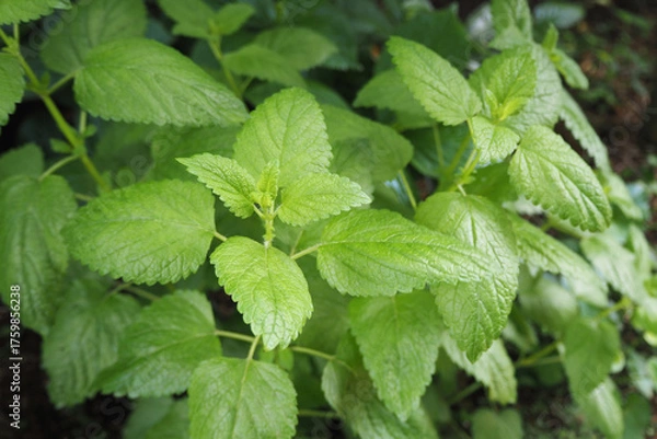 Obraz レモンバーム