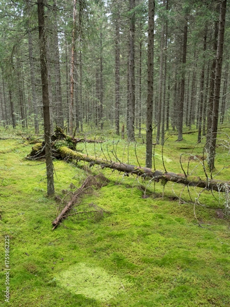 Fototapeta Mossy spruce forest