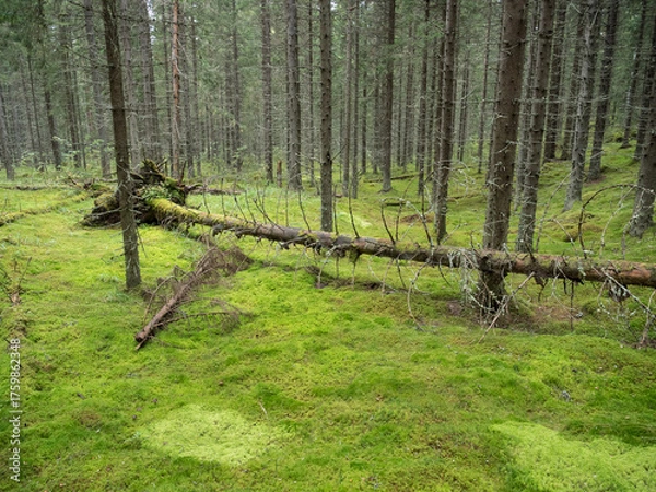 Obraz Mossy spruce forest