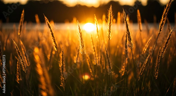 Fototapeta Golden sunlight filtering through tall wild grass at sunset. Backlit composition with soft bokeh and warm tones, symbolizing calm and natural beauty.