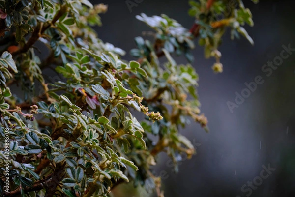 Fototapeta Detail of quinual (Polylepis weberbaueri), close-up of its branches and leaves.