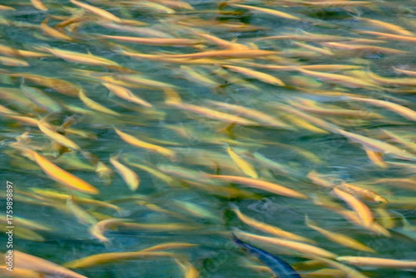 Fototapeta Background texture of moving fish, school of fish blurred by movement swimming underwater.