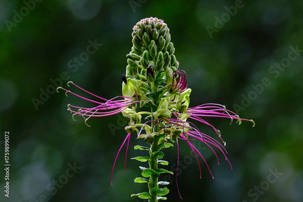Obraz Yuquilla (Cleome anomala)