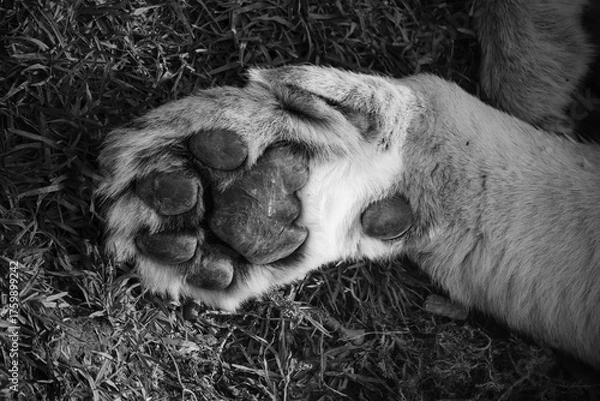 Fototapeta Detail of the paw of a lion (Panthera leo), specimen found in captivity and recorded in detail with black and white treatment.