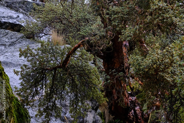 Fototapeta Quinual tree (Polylepis weberbaueri), beautiful view of the entire tree, showing its longevity in its natural environment.