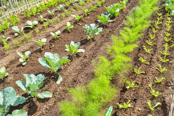 Obraz orto invernale