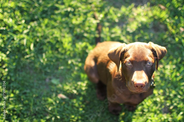 Obraz Chocolate Lab Puppy Look
