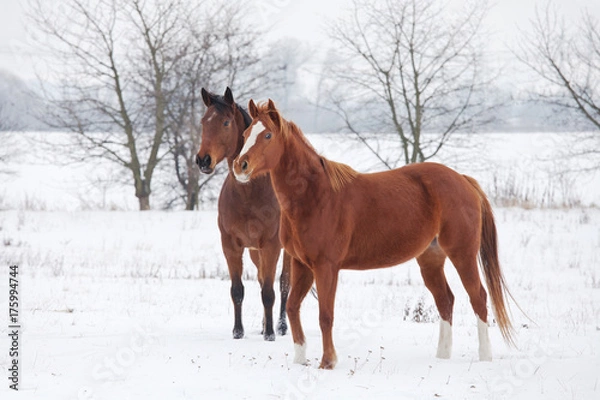 Fototapeta Two horses in winter landscape