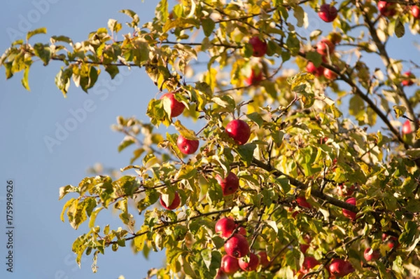 Fototapeta Ripe Red Apples on a Tree in Autumn Sunlight

Description:
Close-up of ripe red apples hanging on tree branches surrounded by green and yellow leaves in warm autumn sunlight.