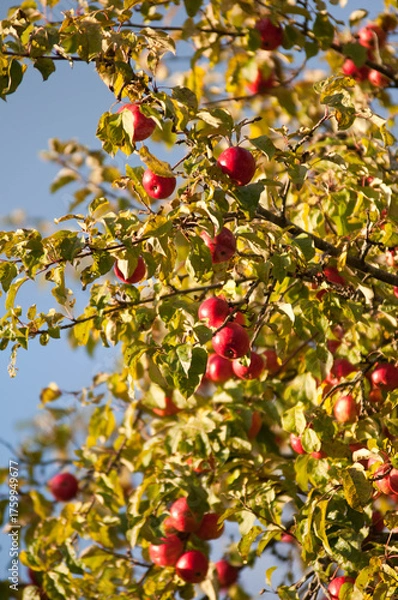 Fototapeta Ripe Red Apples on a Tree in Autumn Sunlight

Description:
Close-up of ripe red apples hanging on tree branches surrounded by green and yellow leaves in warm autumn sunlight.