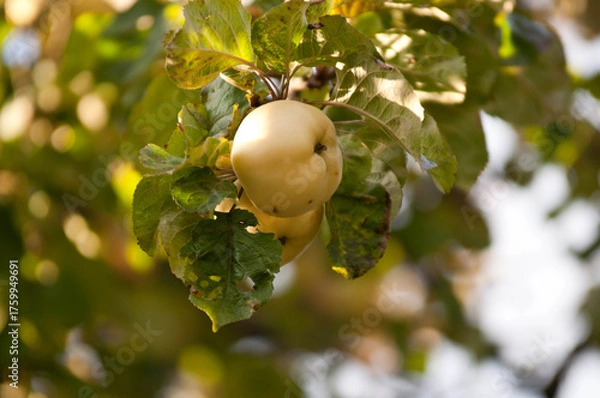 Fototapeta Antonovka Apple on a Tree Branch in Sunlight.Traditional Polish apple variety known for its tart flavor, used for juices, preserves, and baking.
