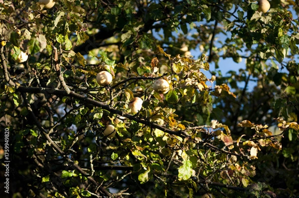 Fototapeta Antonovka Apple on a Tree Branch in Sunlight.Traditional Polish apple variety known for its tart flavor, used for juices, preserves, and baking.