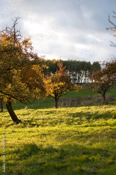 Obraz Lonely Tree in Sunset Light on a Hill. Scenic view of a single tree standing on a grassy hill during sunset.