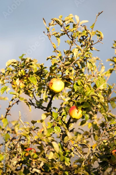 Obraz Ripe Red Apples on a Tree in Autumn Sunlight

Description:
Close-up of ripe red apples hanging on tree branches surrounded by green and yellow leaves in warm autumn sunlight.