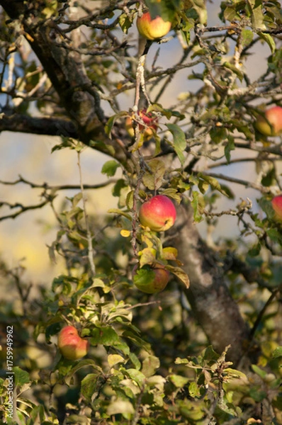 Fototapeta Ripe Red Apples on a Tree in Autumn Sunlight

Description:
Close-up of ripe red apples hanging on tree branches surrounded by green and yellow leaves in warm autumn sunlight.