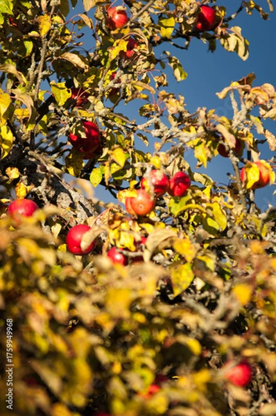 Obraz Ripe Red Apples on a Tree in Autumn Sunlight

Description:
Close-up of ripe red apples hanging on tree branches surrounded by green and yellow leaves in warm autumn sunlight.