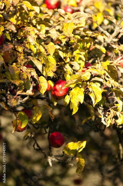Obraz Ripe Red Apples on a Tree in Autumn Sunlight

Description:
Close-up of ripe red apples hanging on tree branches surrounded by green and yellow leaves in warm autumn sunlight.