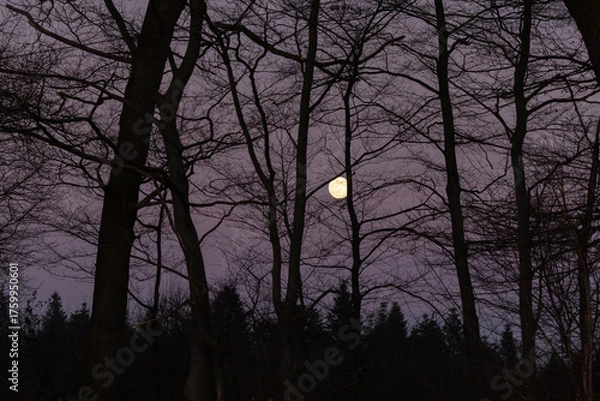Obraz schwarze Bäume vor einem lila Himmel mit einerm gelblichen Vollmond im Kalletal