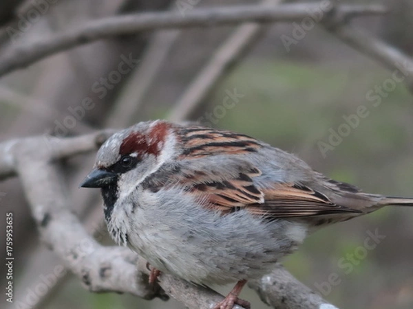 Fototapeta well-fed sparrow on a branch
