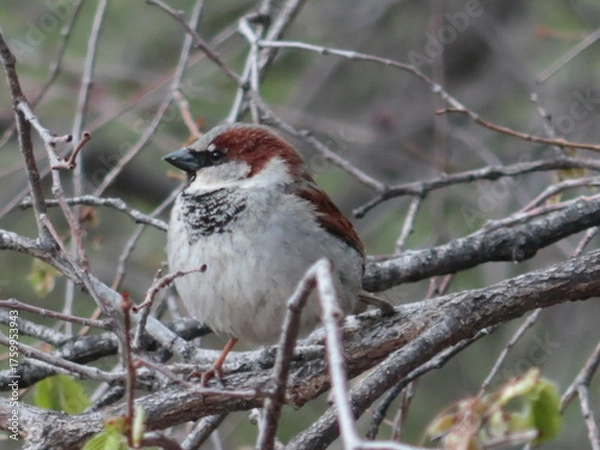 Fototapeta sparrow on a branch