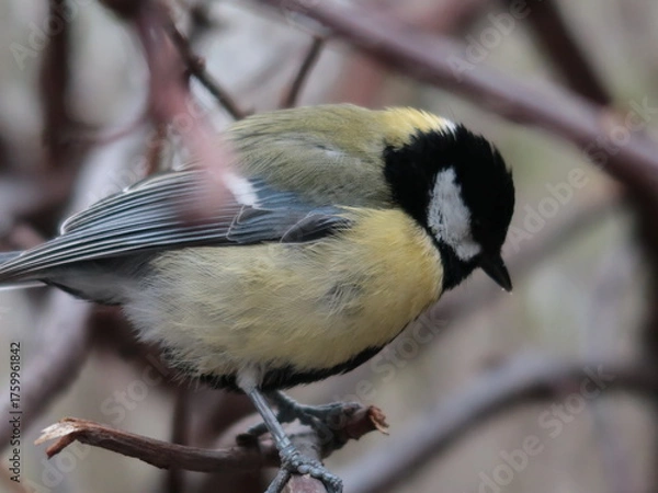 Fototapeta great tit on a branch