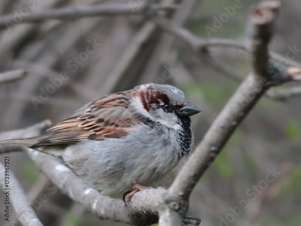 Fototapeta beautiful sparrow on a branch
