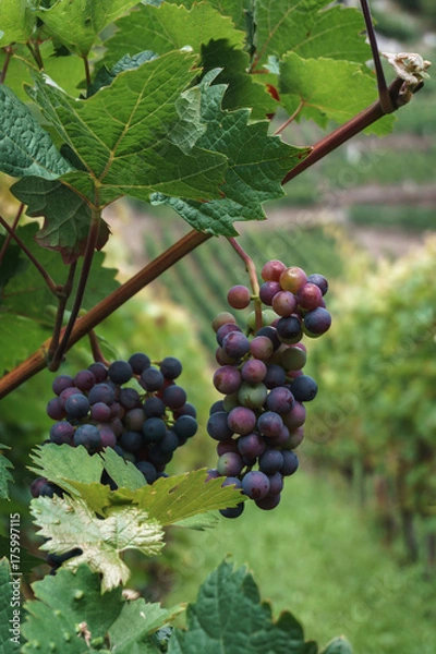 Fototapeta a bunch of dark grapes on a vine