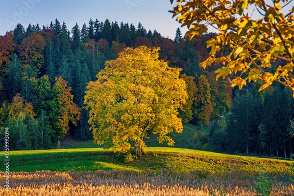 Fototapeta Allgäu - Herbst - Baum - Oberstdorf - eingefärbt - Oktober