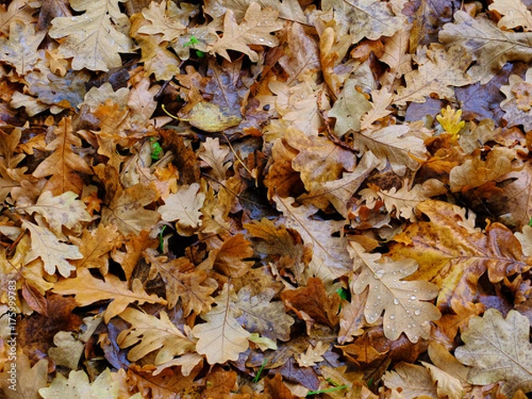 Fototapeta Oak leaves after rain. Pile of the oak leaves lying on the ground covered by raindrops.