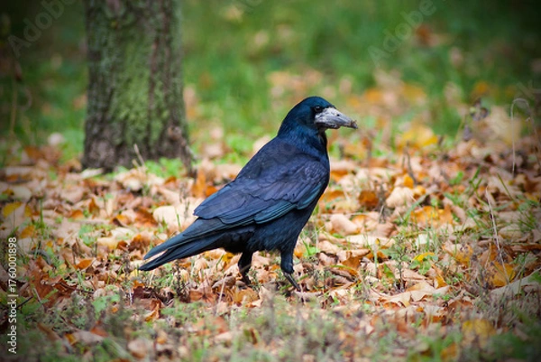 Obraz The crow is in the forest