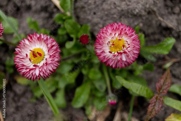 Obraz Two Strawfloweres.