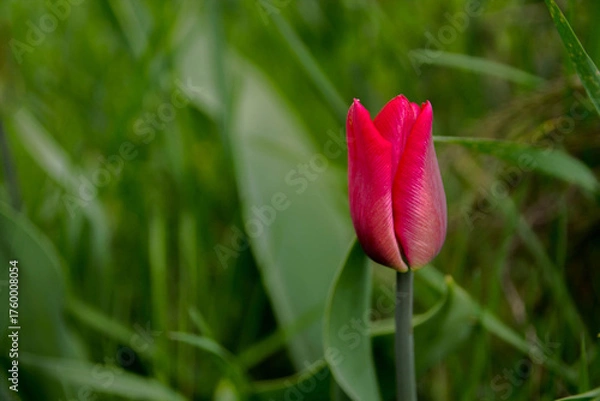 Fototapeta Single red tulip. Bud red tulip.