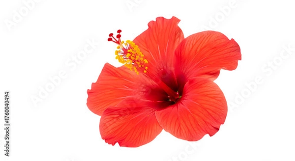 Fototapeta Vibrant red hibiscus flower isolated on transparent background with yellow stamen